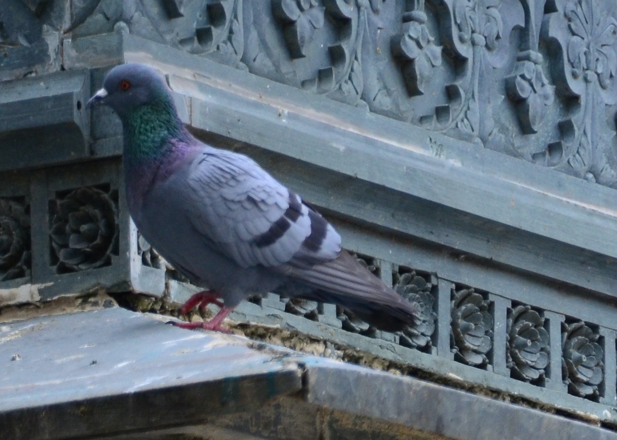 Rock Pigeon (Feral Pigeon) - ML609020585