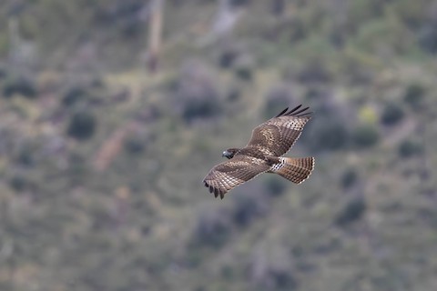 Golden Eagle vs Raven by Alex Lamoreaux