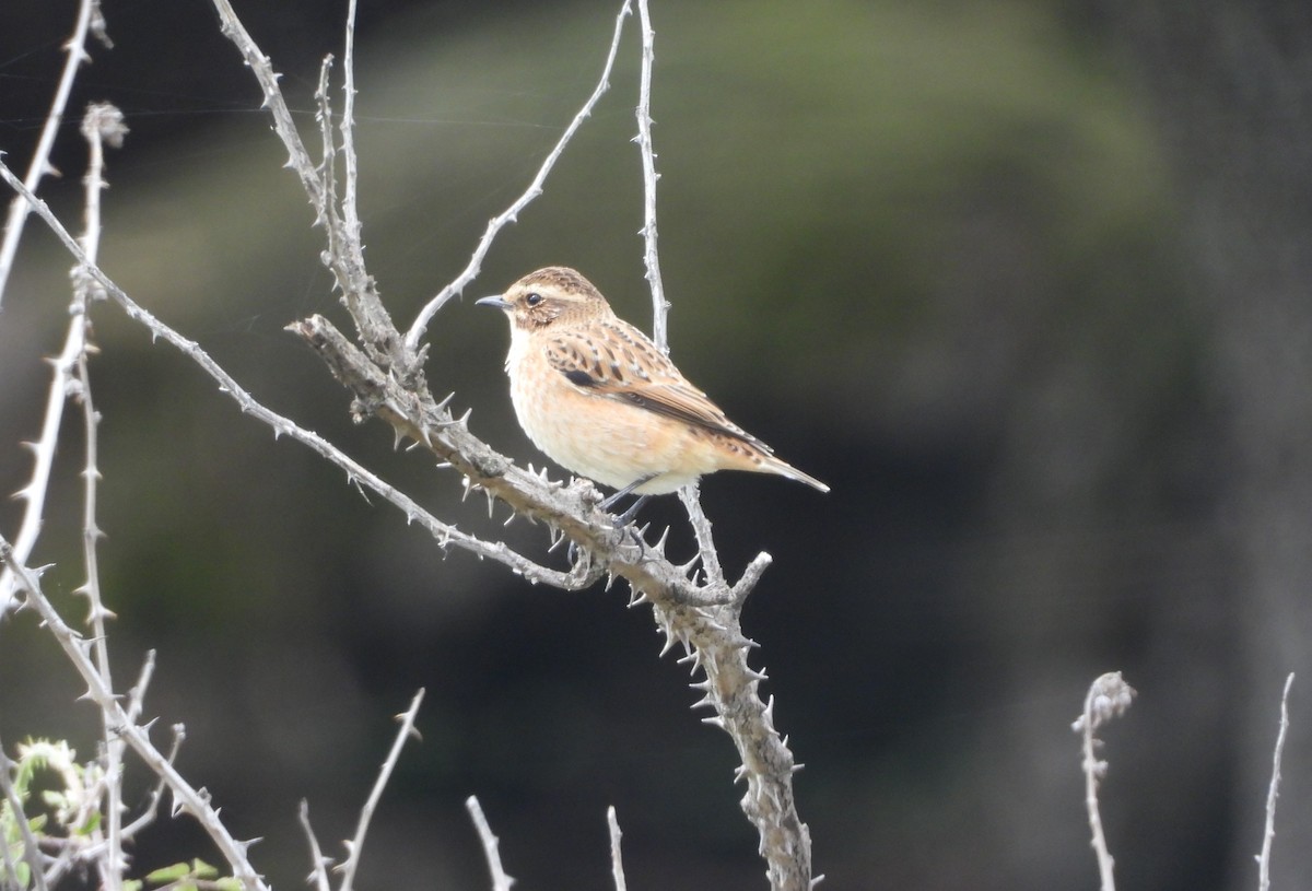 Whinchat - ML609020650