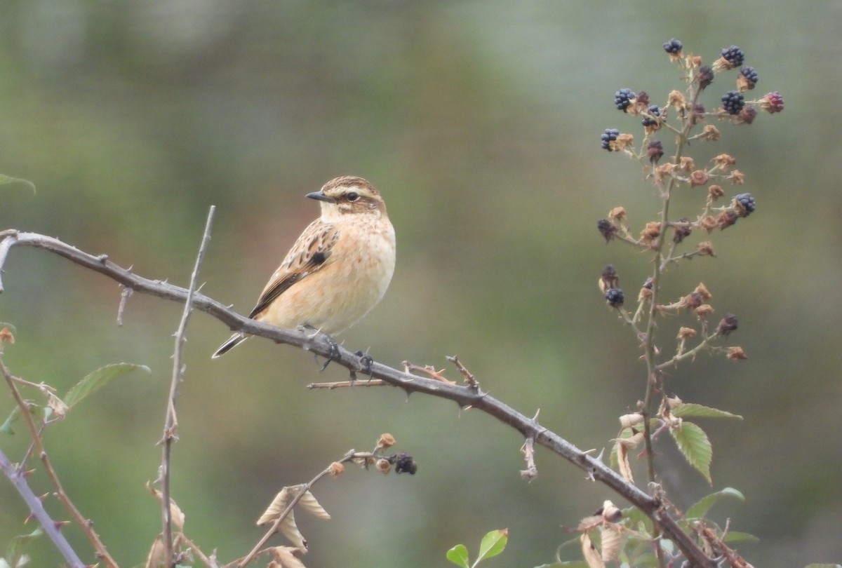 Whinchat - ML609020651