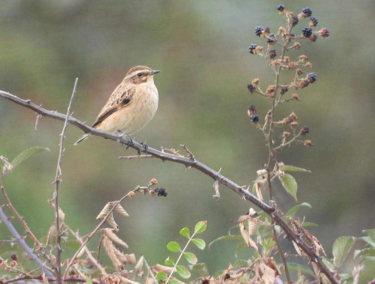 Whinchat - ML609020652