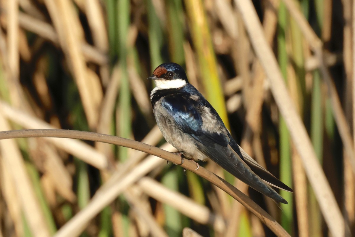 White-throated Swallow - Garret Skead