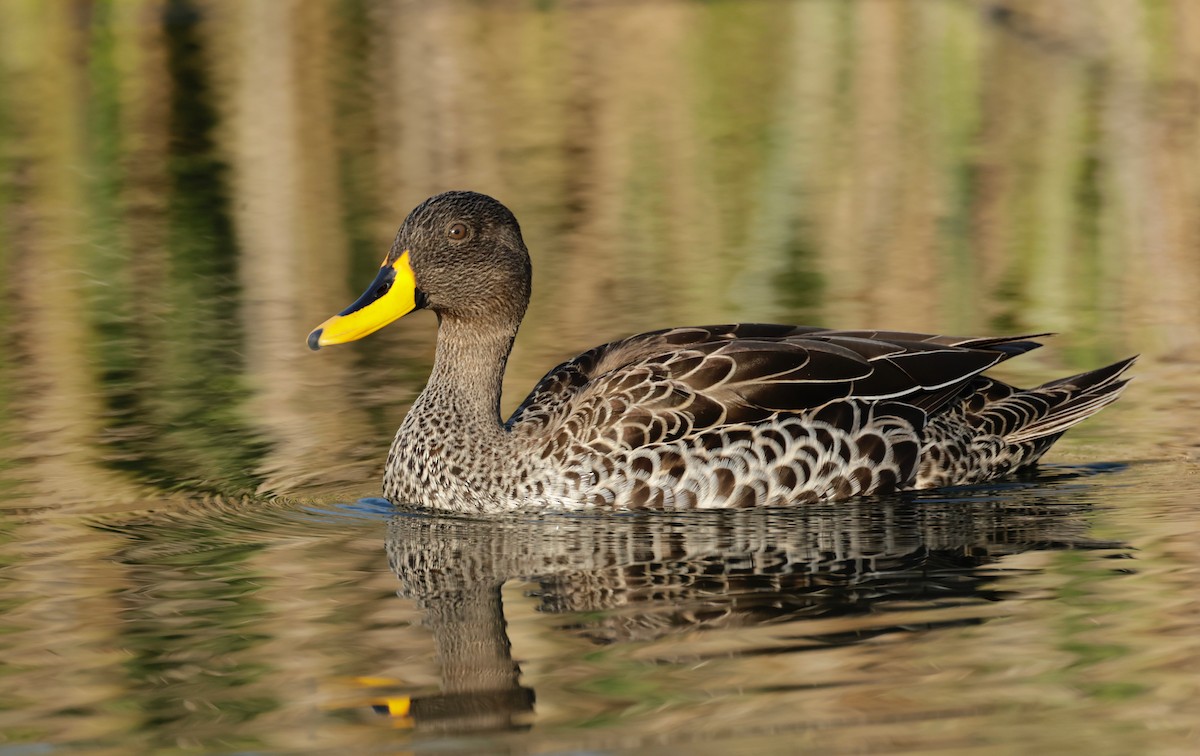 Yellow-billed Duck - ML609020719