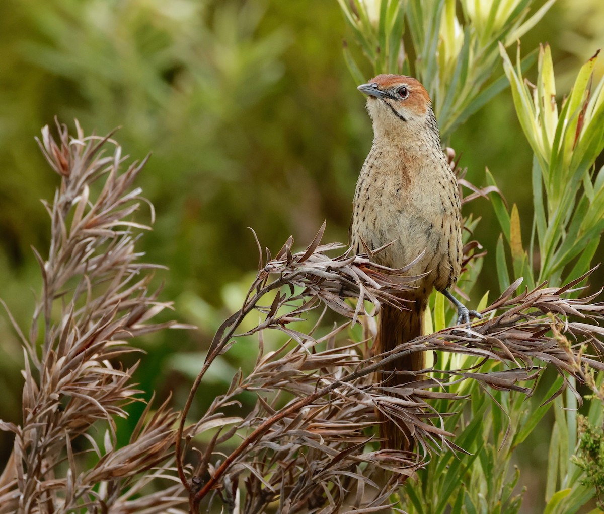 Cape Grassbird - Garret Skead