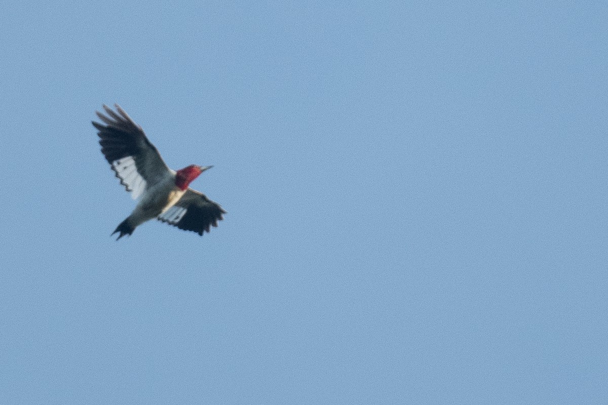 Red-headed Woodpecker - ML609020991