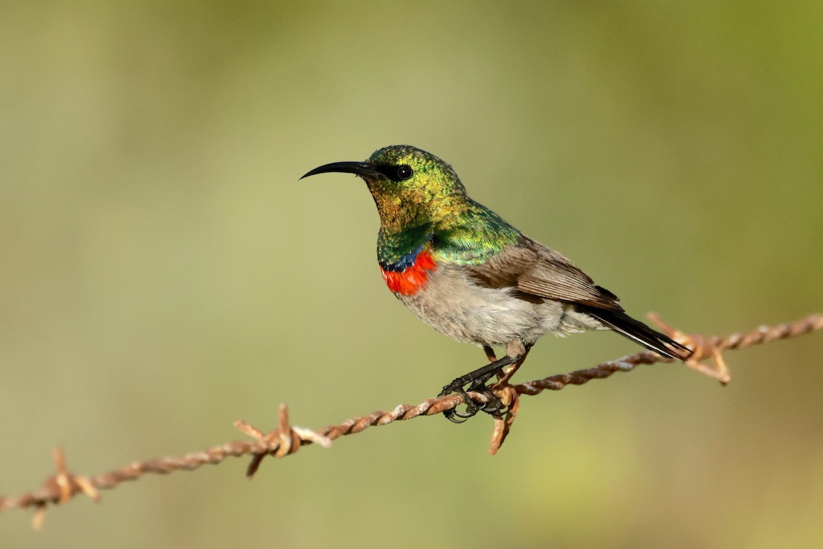 Southern Double-collared Sunbird - ML609021176