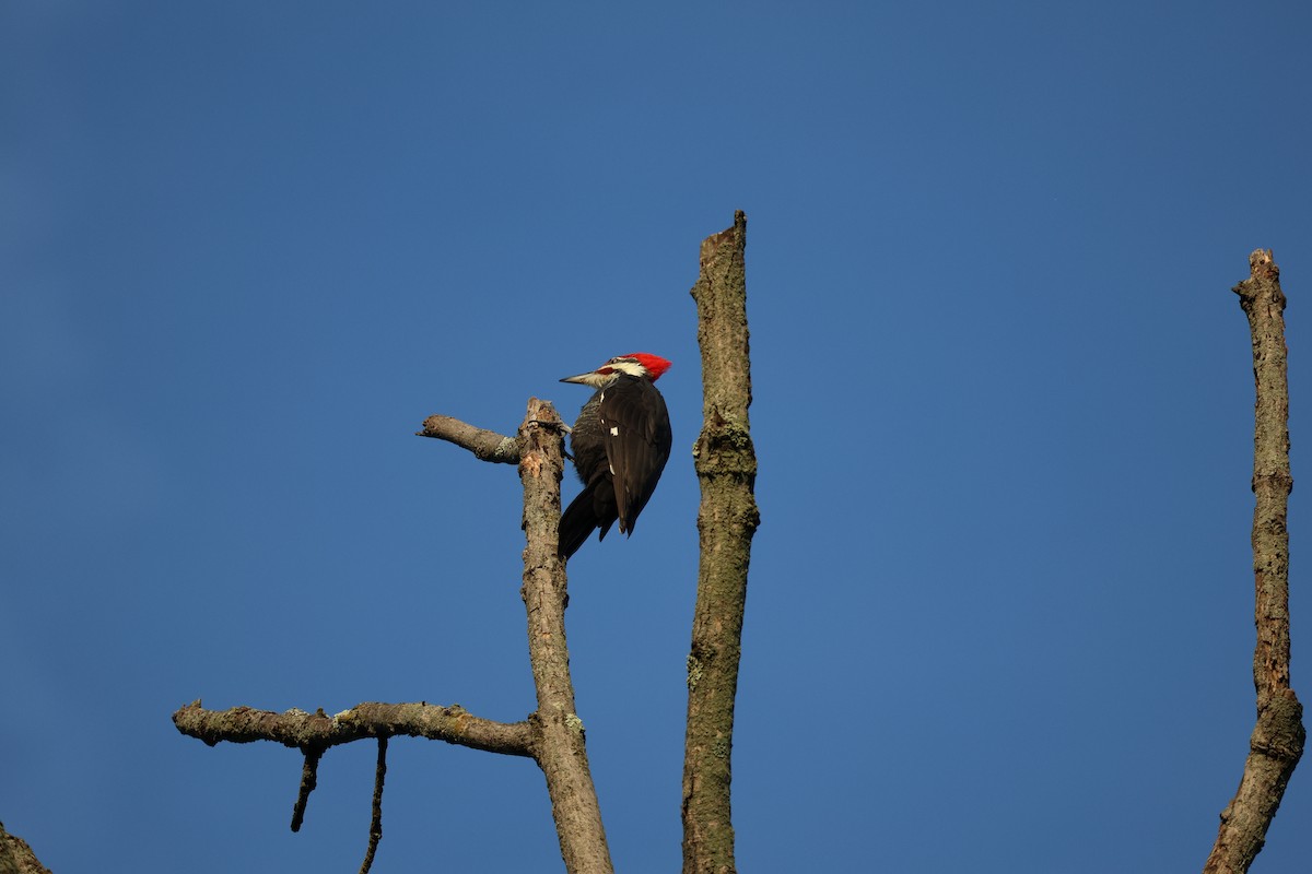Pileated Woodpecker - ML609021637