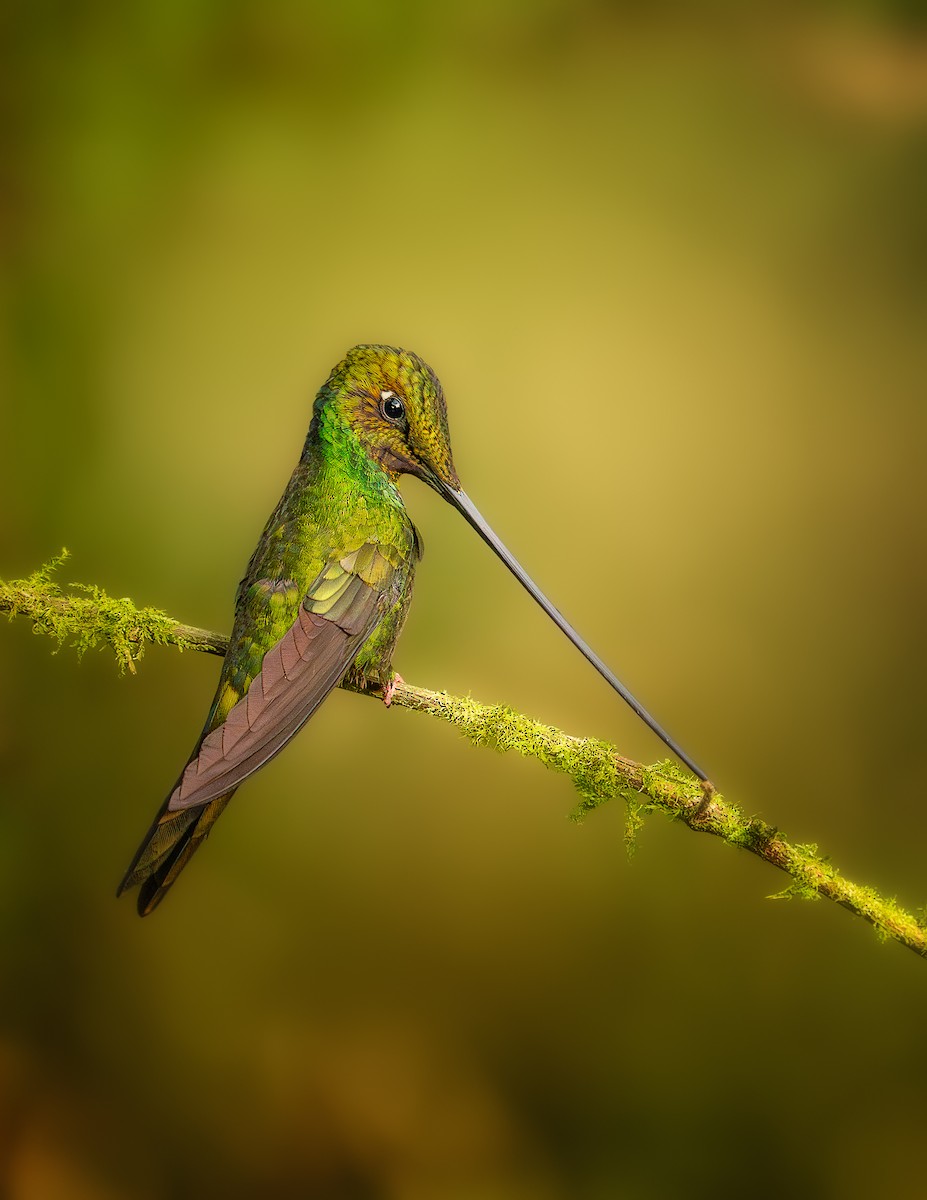 Colibri porte-épée - ML609021805