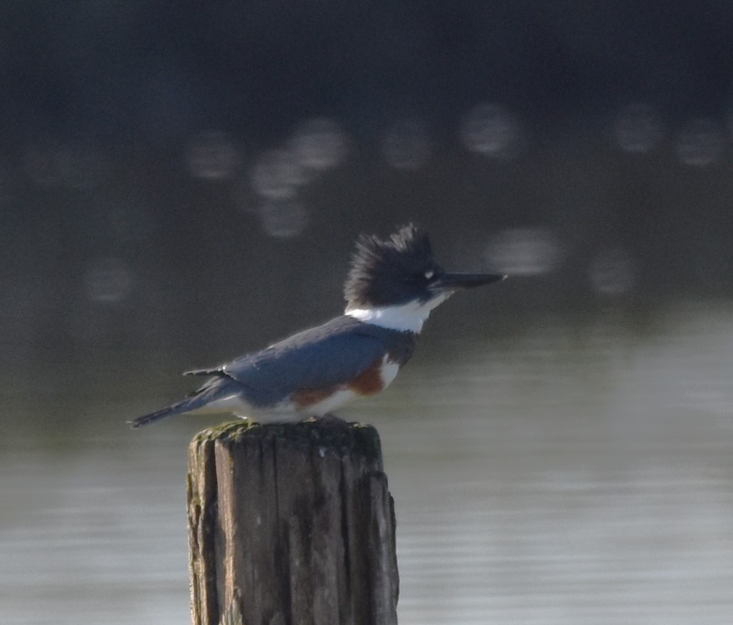 Belted Kingfisher - ML609021959
