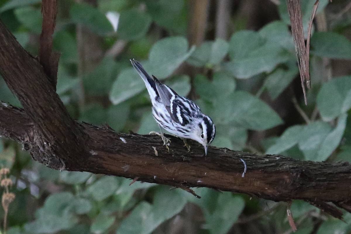 Black-and-white Warbler - ML609022079