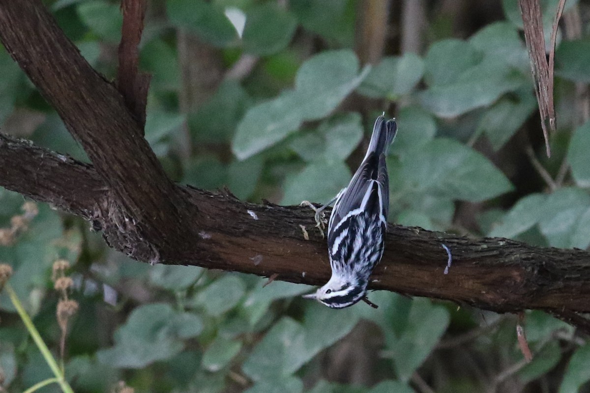 Black-and-white Warbler - ML609022081