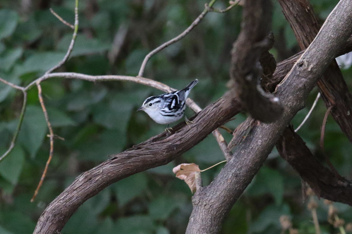 Black-and-white Warbler - ML609022083