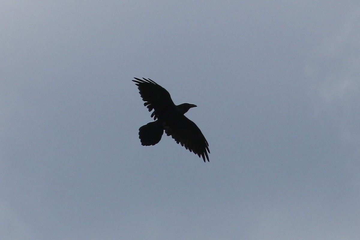 Common Raven - ML609022306