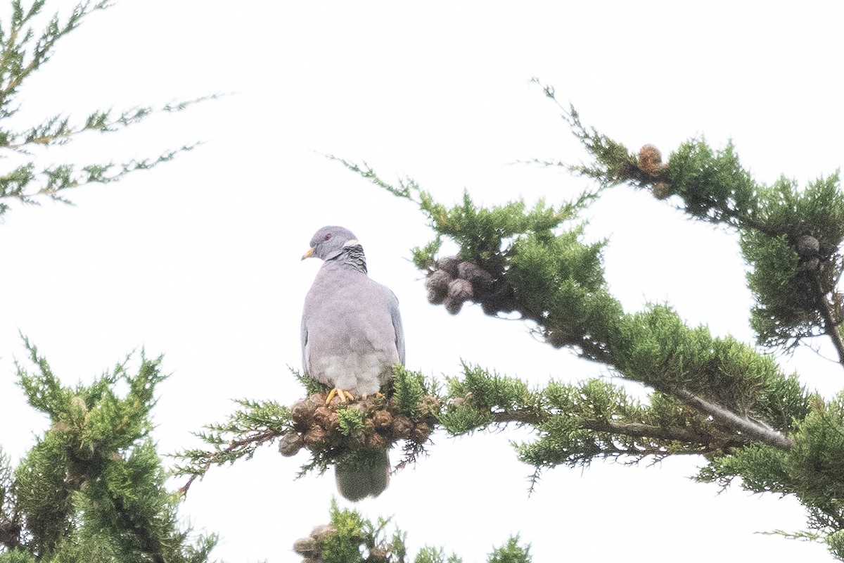 Band-tailed Pigeon - ML609022608