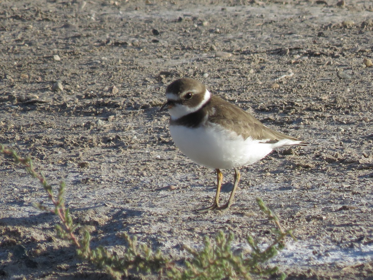 Semipalmated Plover - ML609022919