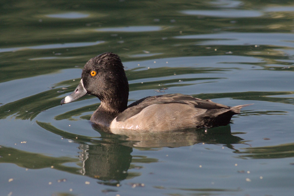 Ring-necked Duck - ML609023166