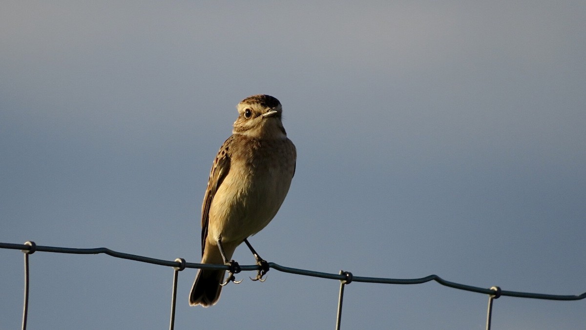 Whinchat - ML609023382