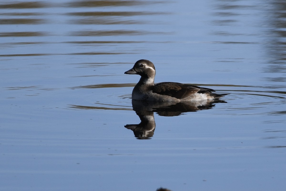 Long-tailed Duck - ML609023656