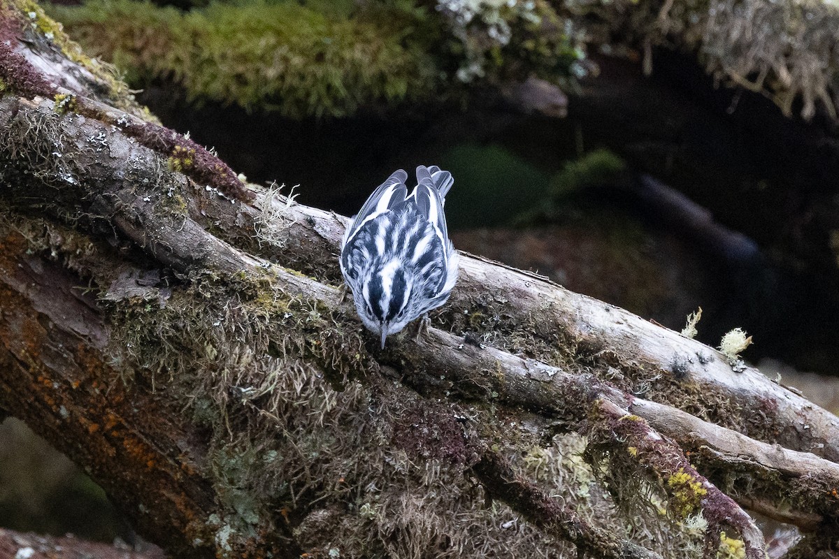 Black-and-white Warbler - ML609023951