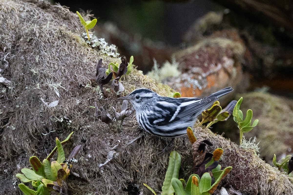 Black-and-white Warbler - ML609023965