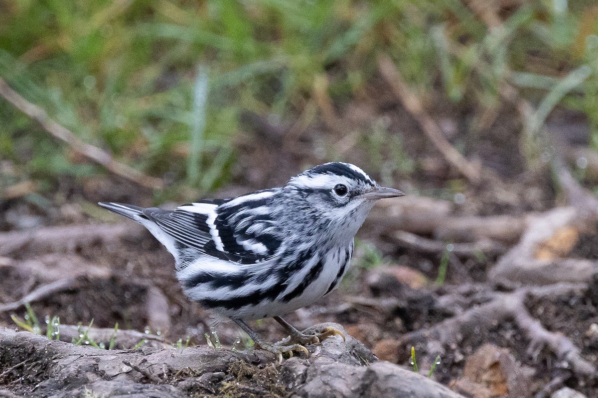 Black-and-white Warbler - ML609023974
