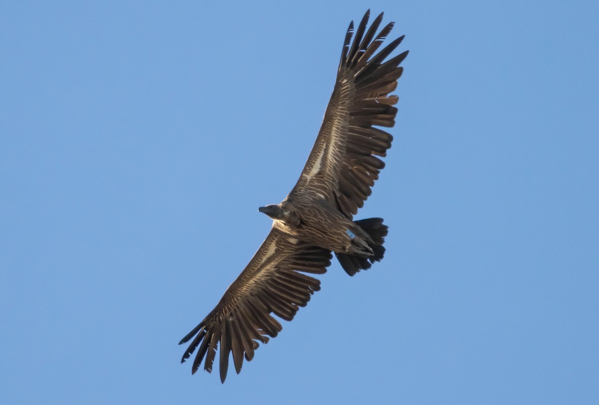 White-backed Vulture - ML609024267