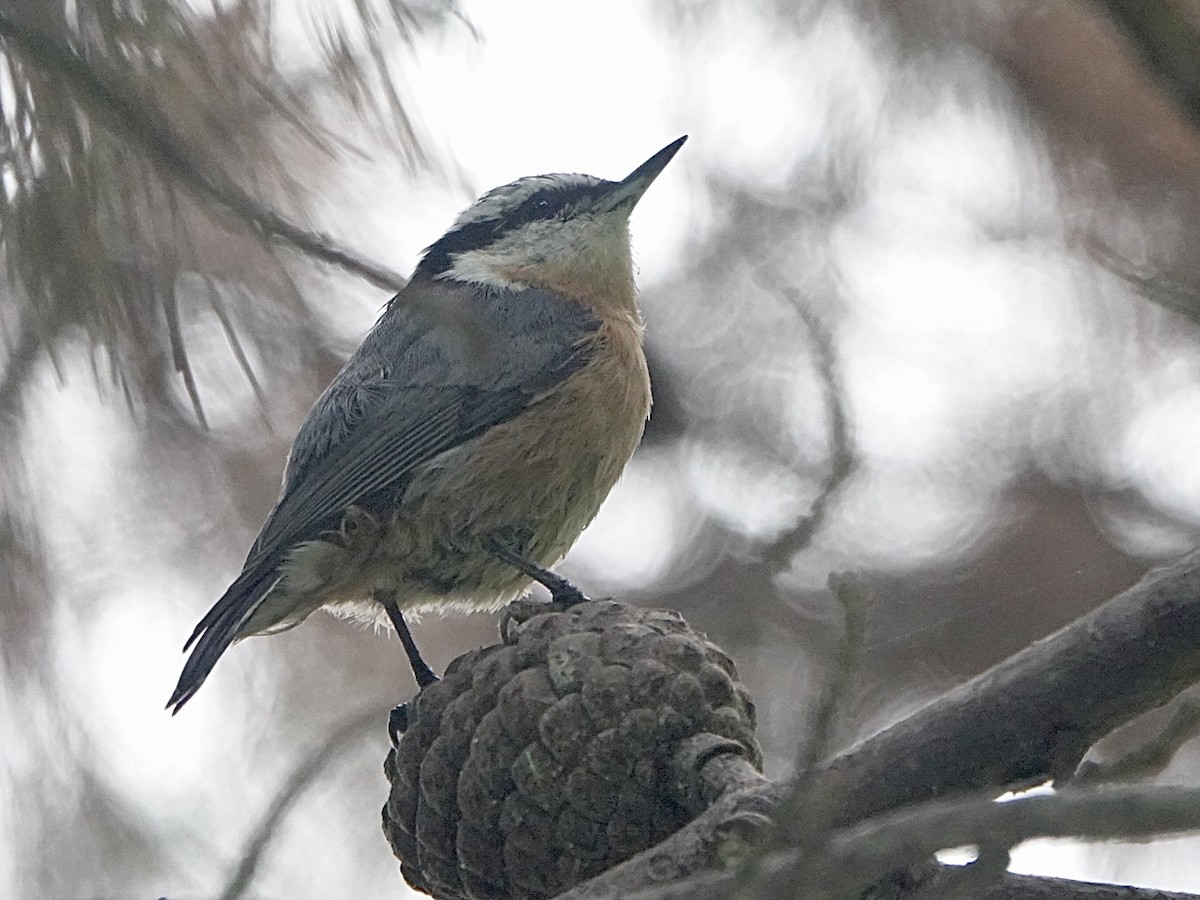 Red-breasted Nuthatch - ML609024325