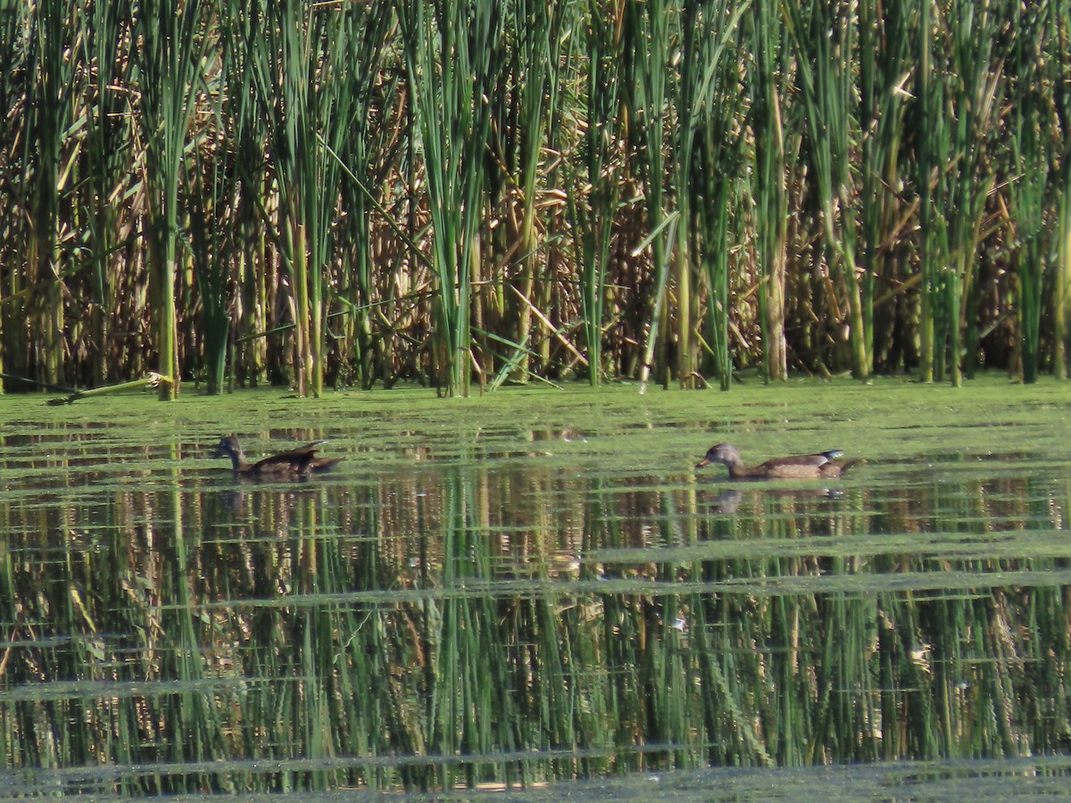 Wood Duck - ML609024514