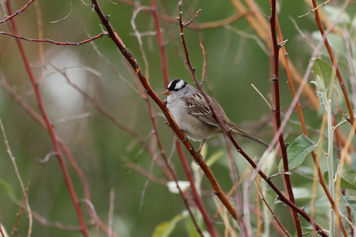 White-crowned Sparrow - ML609024782