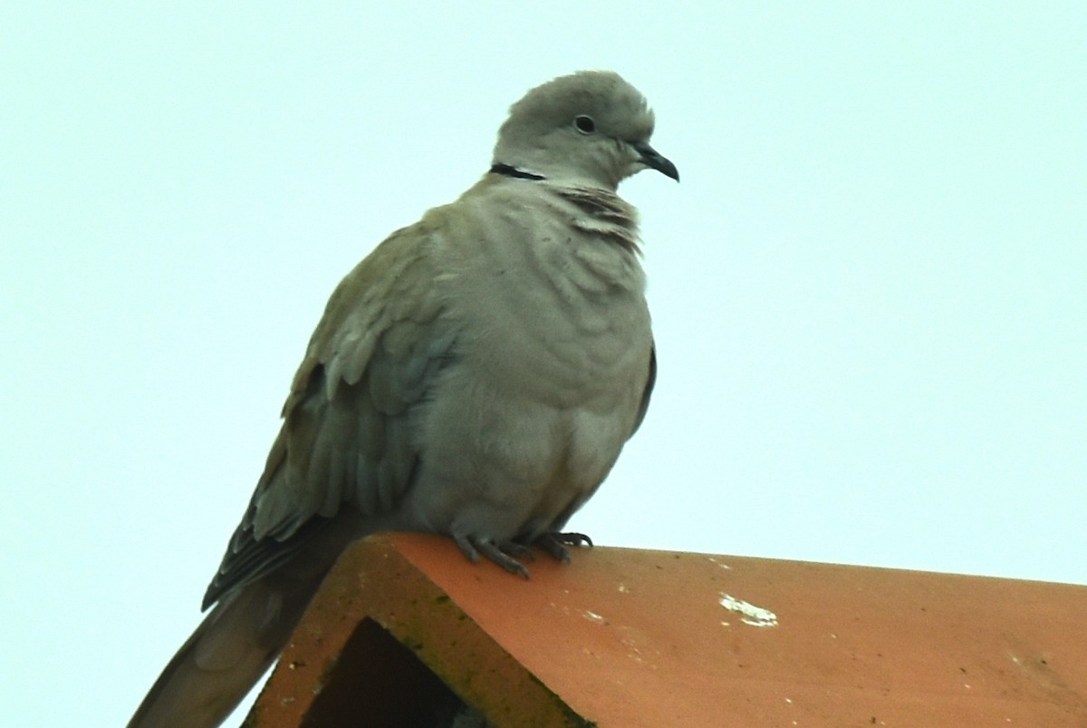 Eurasian Collared-Dove - ML609025158