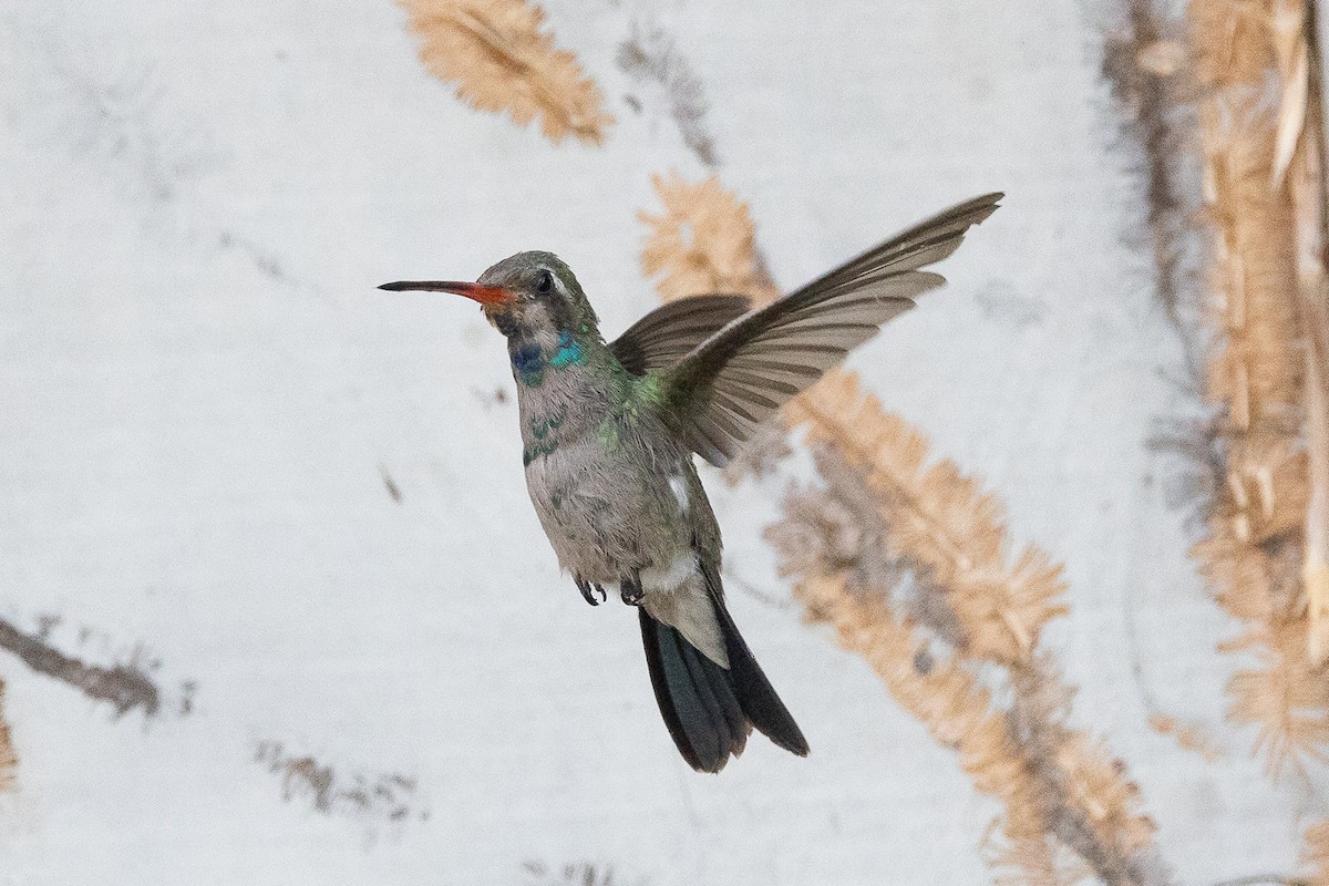Broad-billed Hummingbird - ML609026249