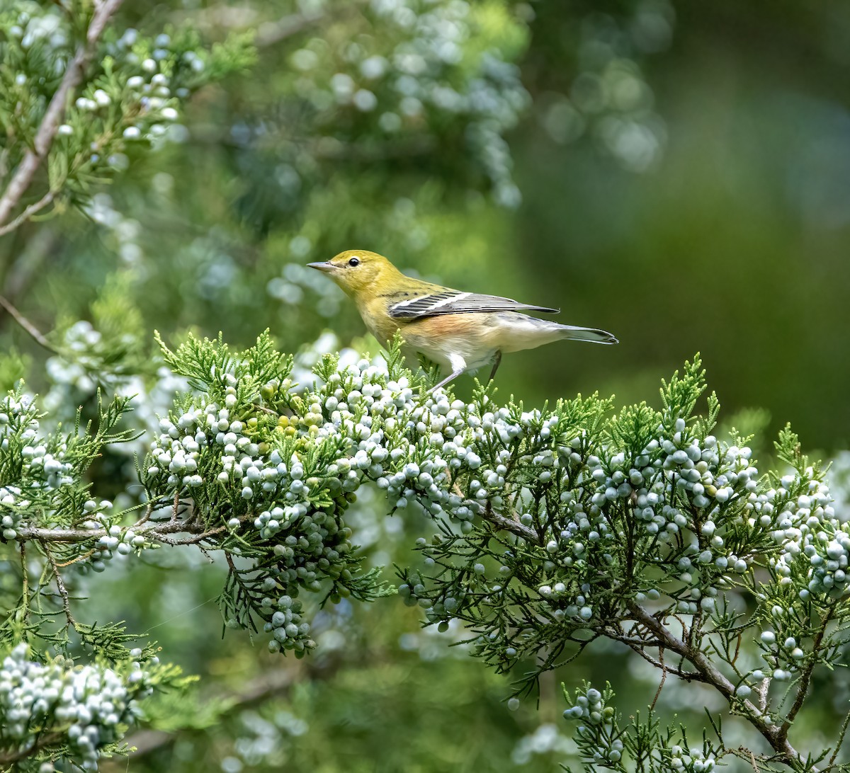 Bay-breasted Warbler - ML609026483