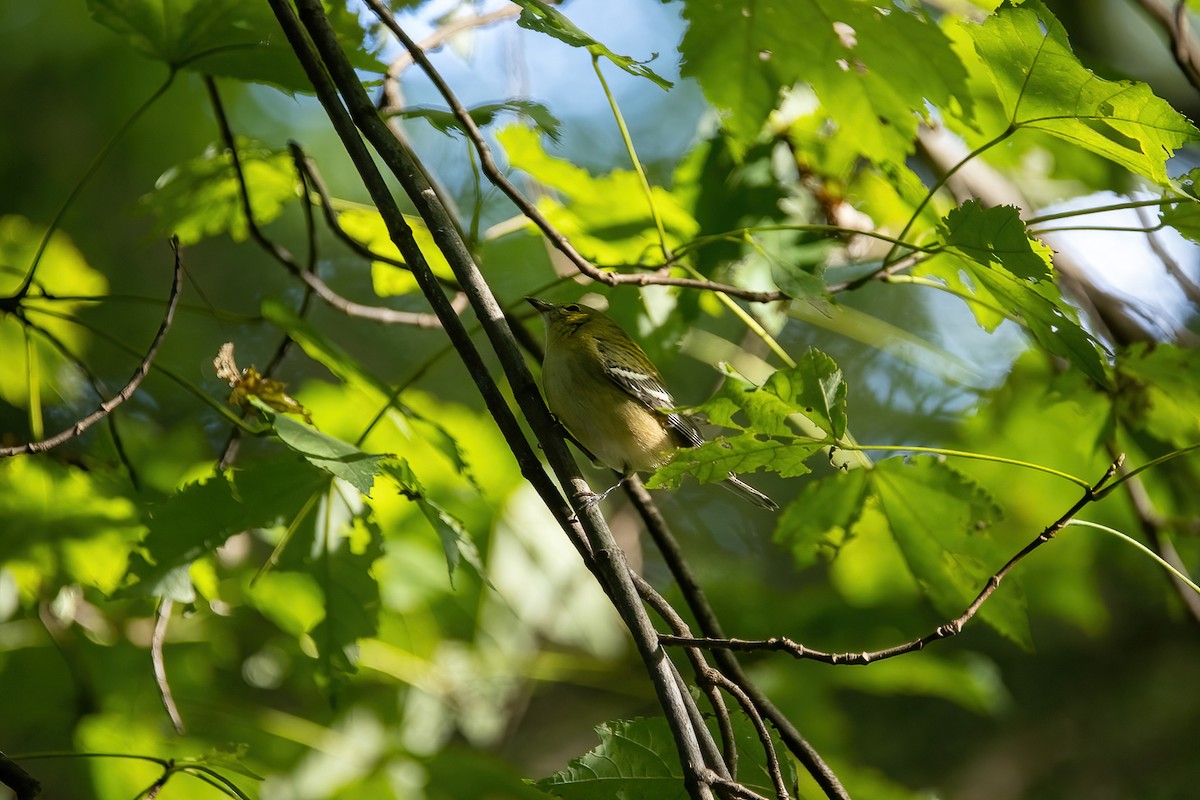 Bay-breasted Warbler - ML609026491