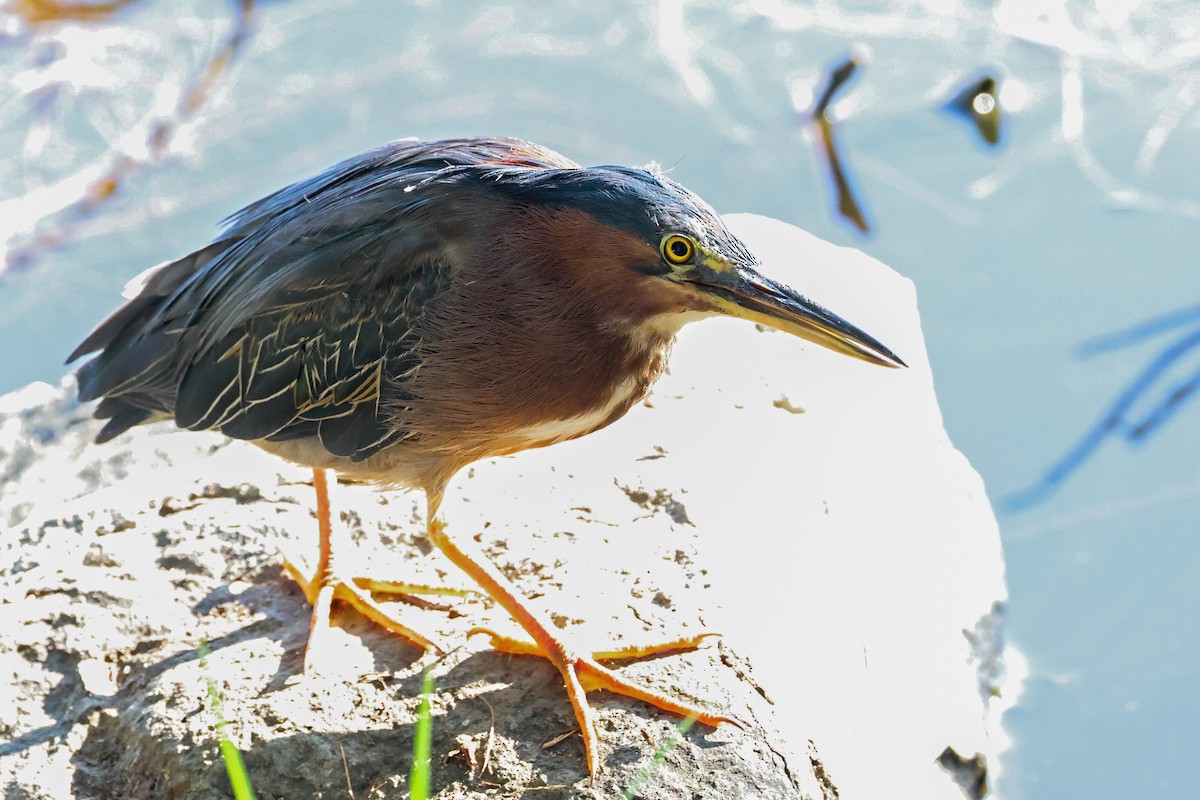 eBird Checklist - 19 Sep 2023 - Vasona Lake CP--lake area - 33 species ...