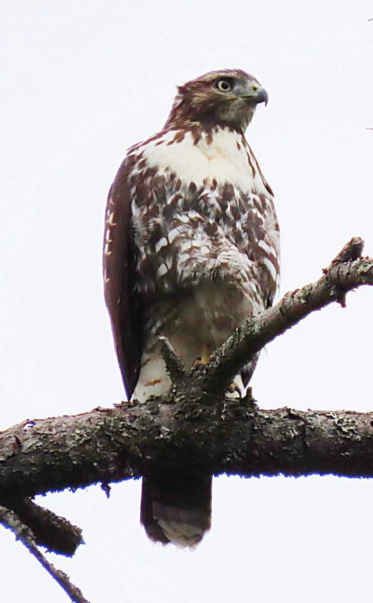 Red-tailed Hawk - ML609027692