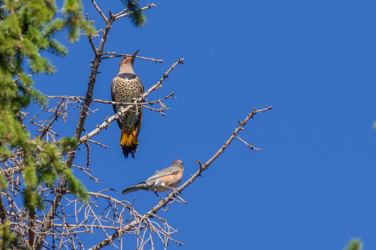 Northern Flicker (Yellow-shafted x Red-shafted) - ML609027753