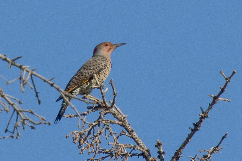 Northern Flicker (Yellow-shafted x Red-shafted) - ML609027915