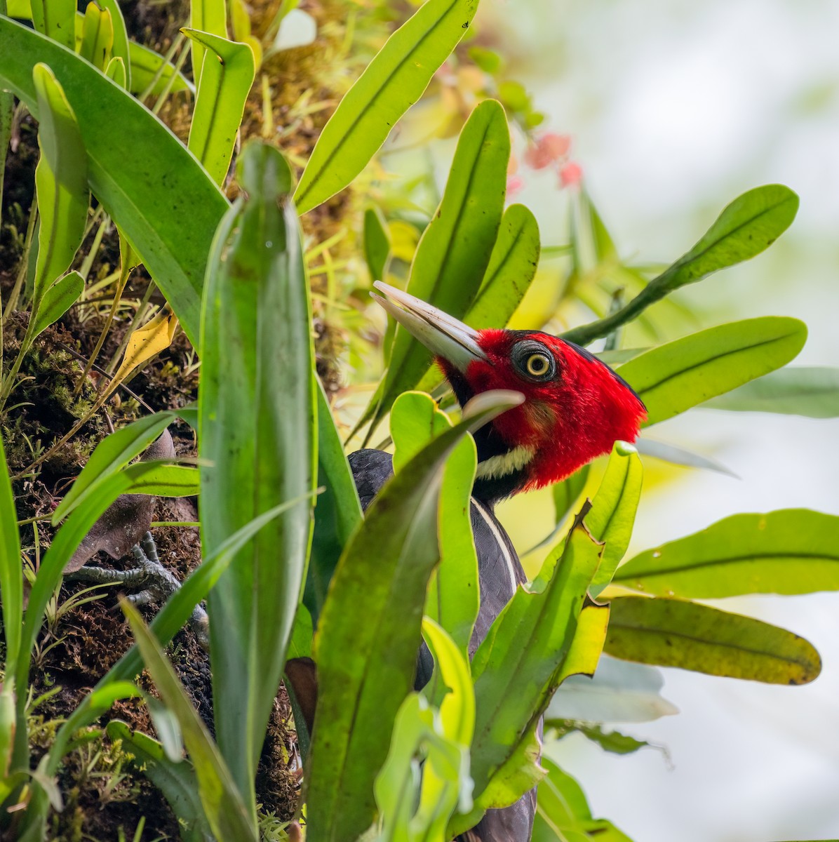 Pale-billed Woodpecker - Kenta Togo