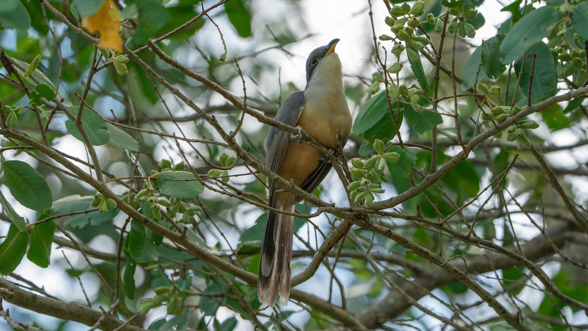Mangrove Cuckoo - ML609028289