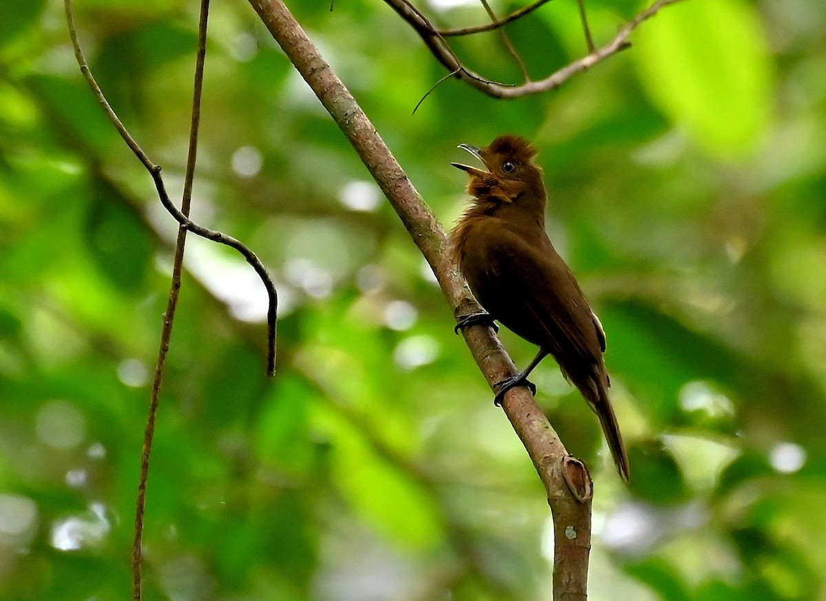 Brown-winged Schiffornis (Brown-winged) - ML609028560