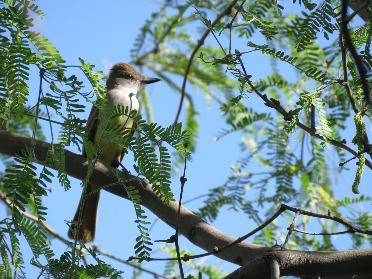 Brown-crested Flycatcher - ML609028582