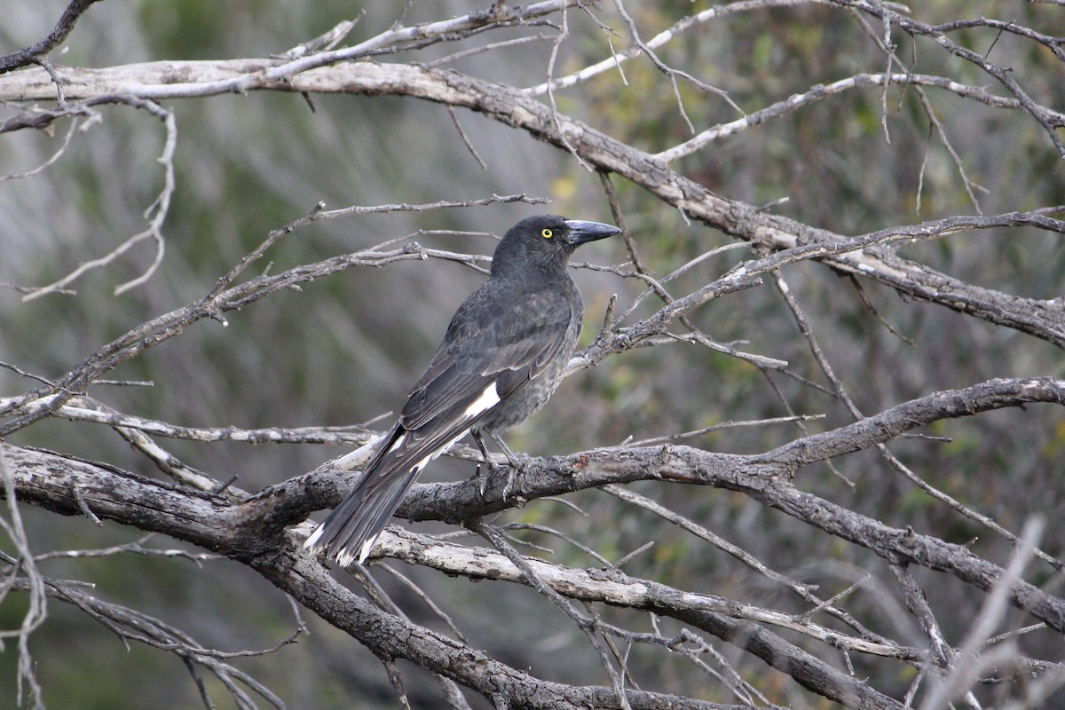 Pied Currawong - ML609028883