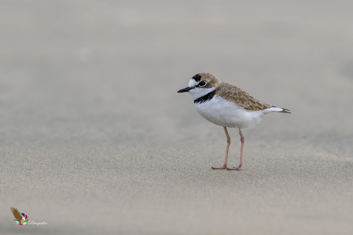 Collared Plover - ML609028995