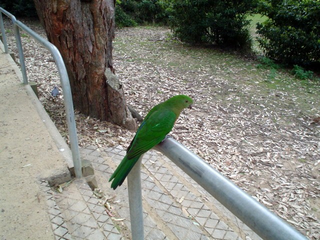 Australian King-Parrot - Camilo Orjuela-Barrera