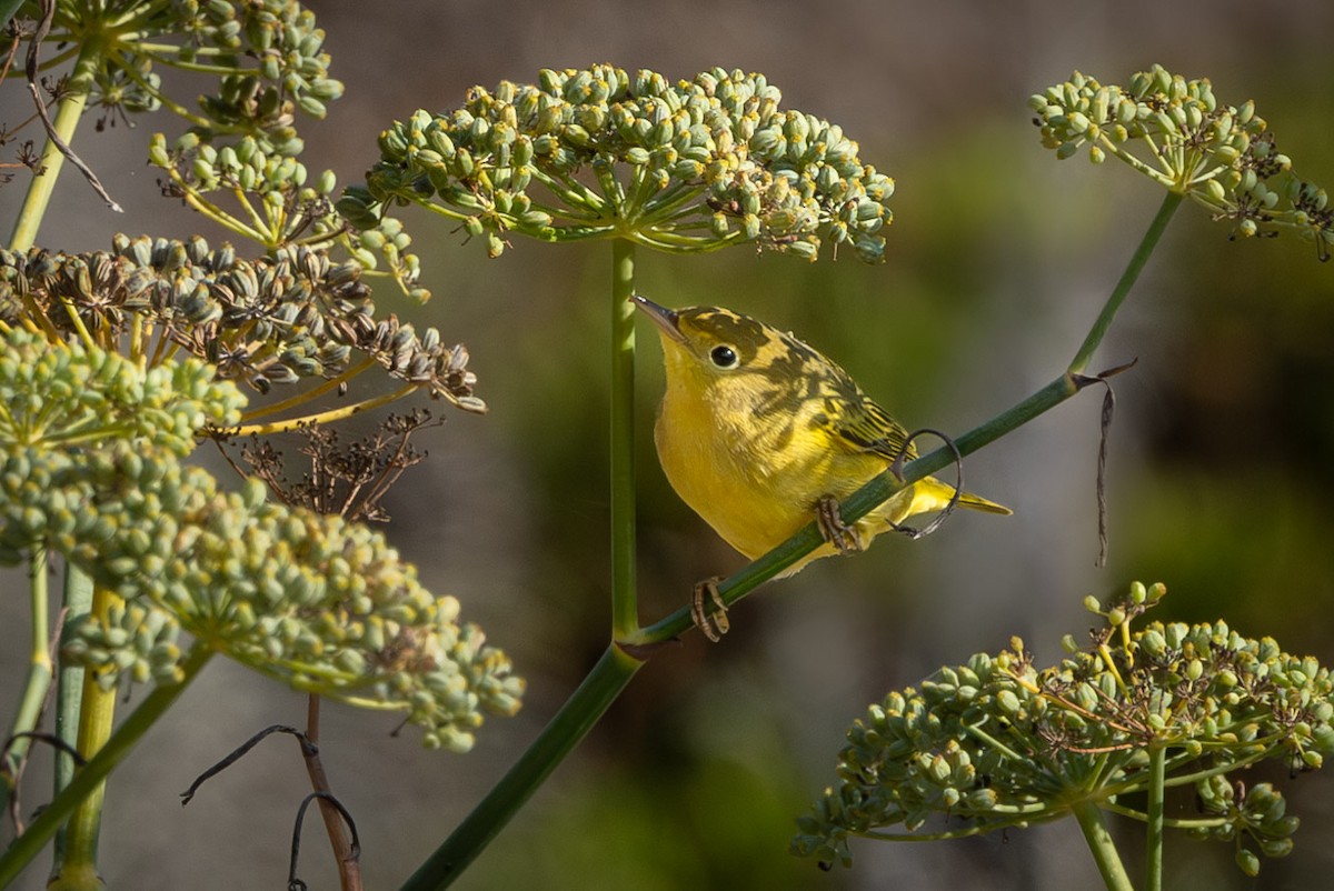 Yellow Warbler (Northern) - ML609029419
