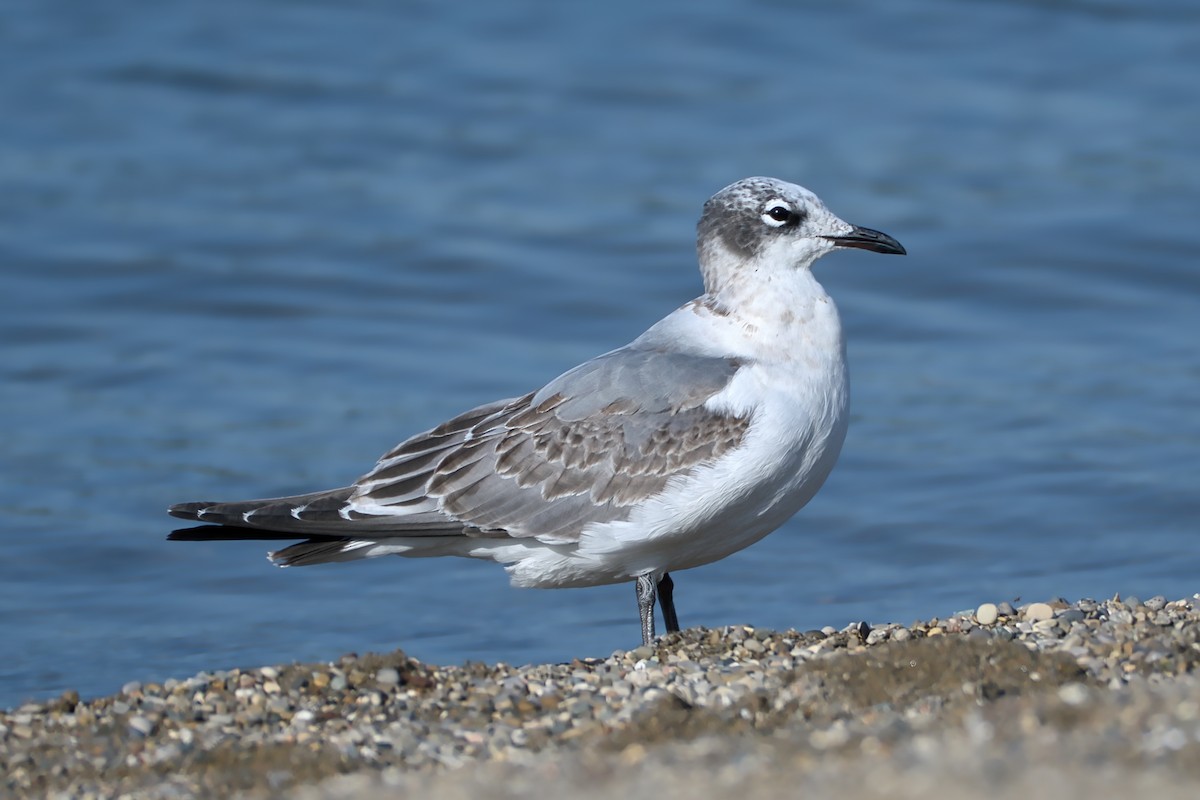 Gaviota Pipizcan - ML609029800