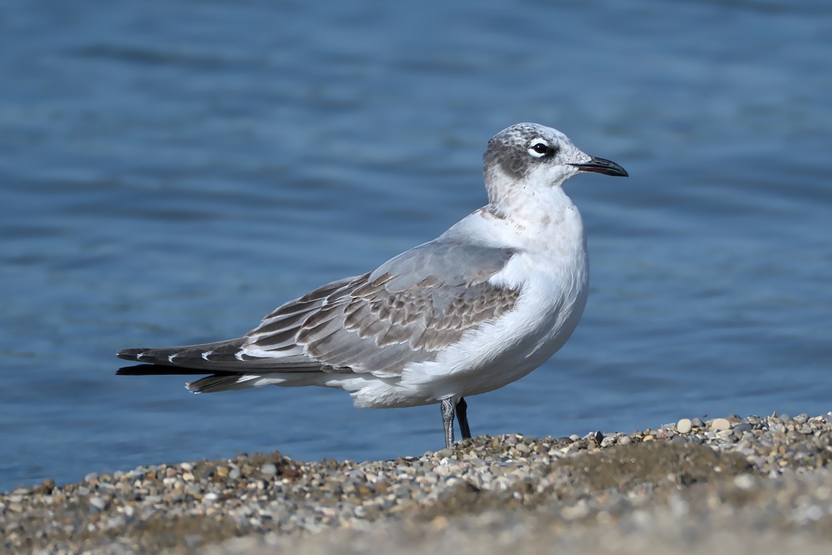 Franklin's Gull - ML609029800