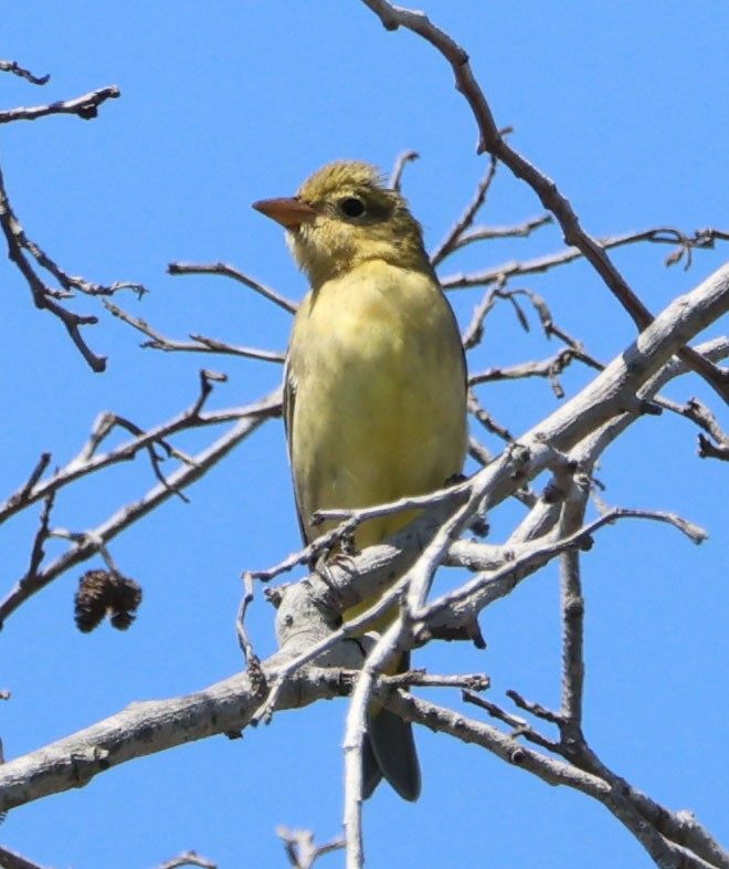 Western Tanager - ML609029828