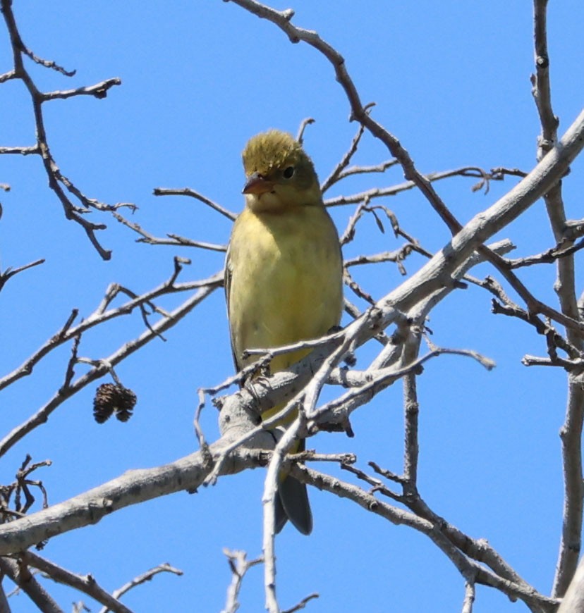 Western Tanager - ML609029829