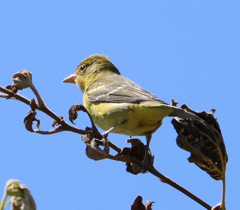 Western Tanager - Diane Etchison
